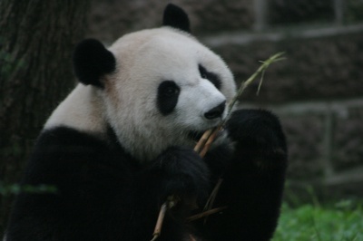 Eating Panda